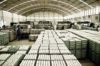 Granja Produção de Ovos - Sistema Famasul