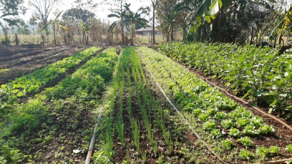 Campo Grande atendeu 68 mil pessoas por meio da produção agricultura familiar 