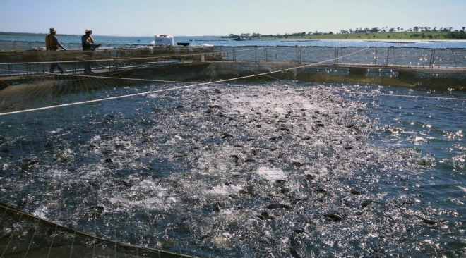 Produção de peixes em Mato Grosso do Sul pode aumentar 50% 