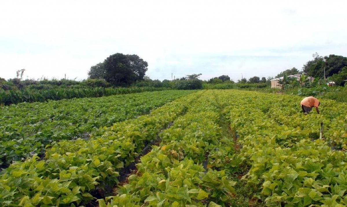Seguro rural registra 217 mil ap&oacute;lices contratadas em 2021