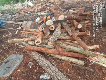 PMA de Corumbá atua infrator por extração de madeira ilegal