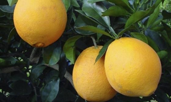 Exposição aproximará startups agrícolas de investidores privados