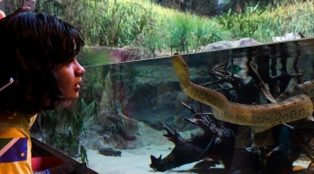 Acabou o mistério:Gaby será o nome de serpente do BioParque Pantanal
