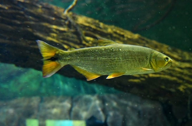 Reprodução de peixes no Bioparque poderá repovoar rios 