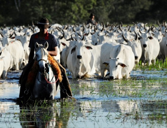 Instituições realizam evento para evidenciar as oportunidades no Pantanal