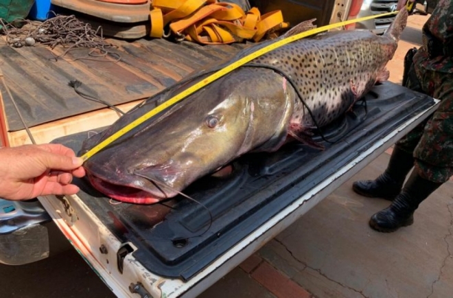 Pintado é incluído em lista de peixes ameaçados de extinção