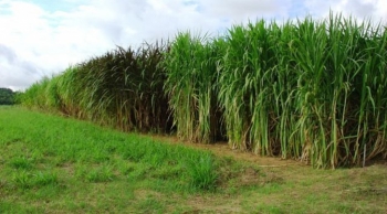 MS tem potencial para irrigar até 4 milhões de hectares de agricultura