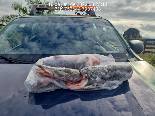 Pedreiro é preso por transportar peixes fora da cota permitida