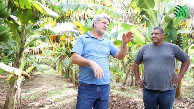Produtores de banana melhoram produção após conhecerem técnicas em Dia de Campo do Senar/MS
