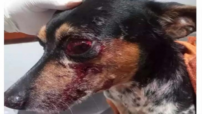 Adolecente agride e quase arranca o olho do cachorro da mãe