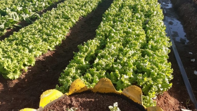 Produtores realizam primeira colheita em horta do Estrela Dalva