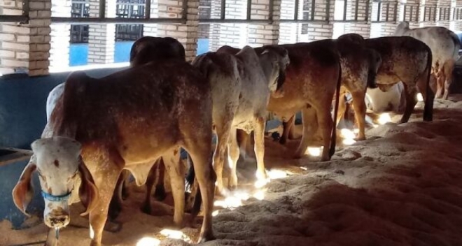 Expogrande segue com entrada gratuita no Parque Laucídio Coelho 