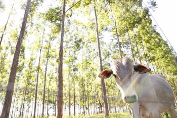 Mato Grosso do Sul tem maior área de sistemas integrados de produção na agropecuária