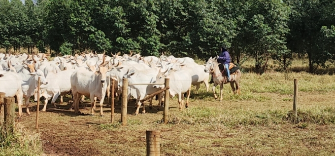 Pecuaristas tem rendimentos de 75 milhões com Programa Precoce MS em 2022