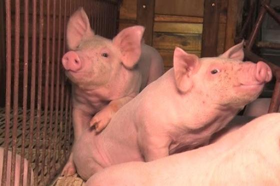 Conhecemos de perto uma granja, na etapa de recria da criação de suinos