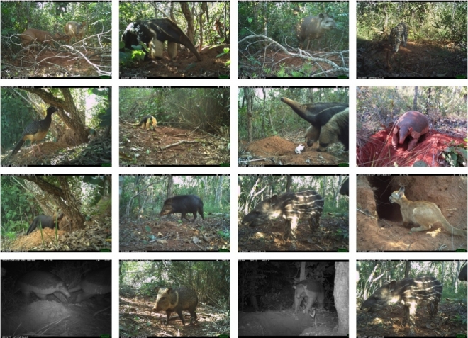 Pesquisadores classificam Parque do Pombo como referência em estrutura e preservação de espécies ameaçadas de extinção