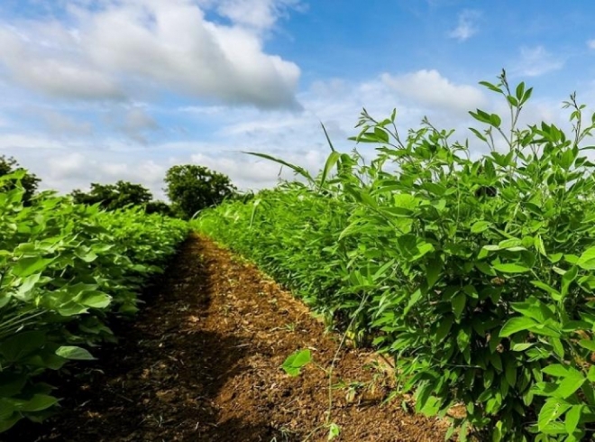 Adubo verde oferece benefícios na produtividade e contribuem com o meio ambiente