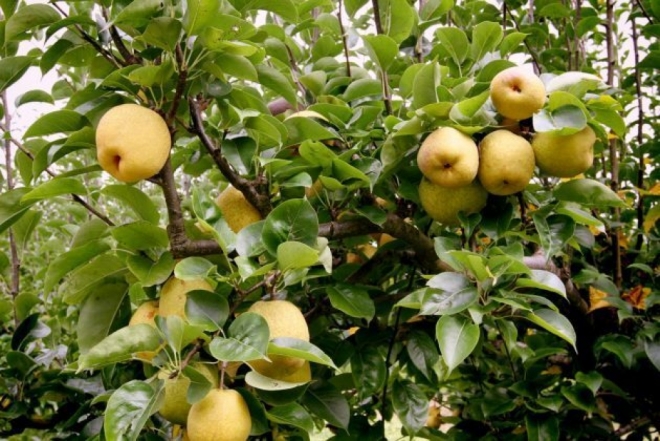 Consulta pública vai tratar de agrotóxicos para culturas minor crops