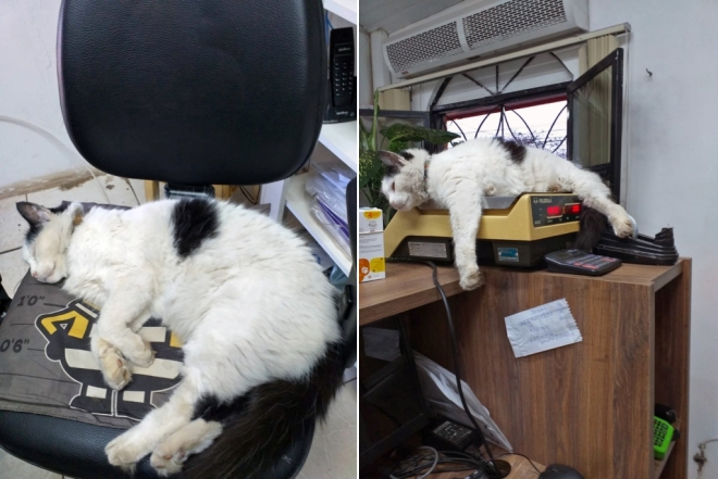 De gato de rua a gerente de Pet Shop