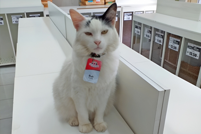 De gato de rua a gerente de Pet Shop