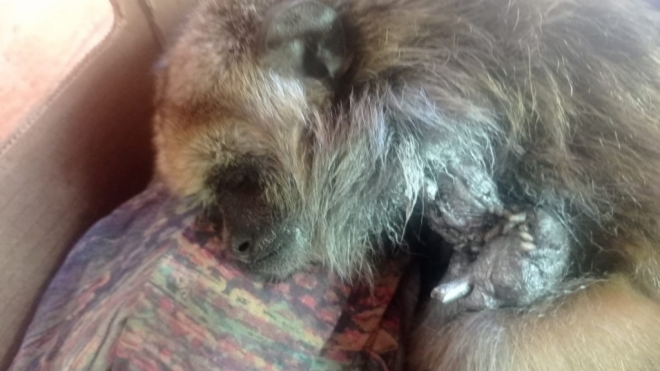 Macaco pode ter a pata amputada após se ferir com linha de cerol