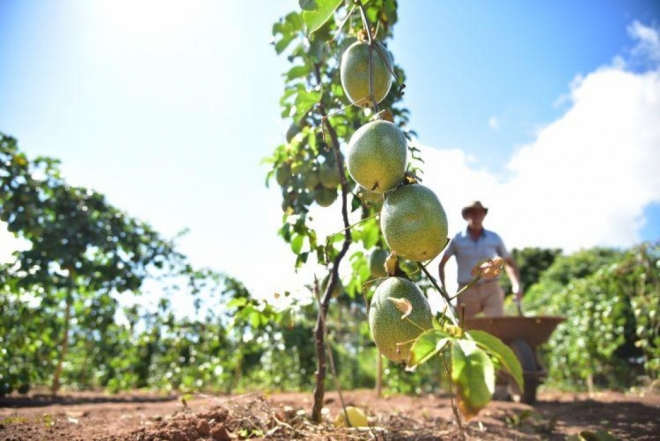 Produtores rurais comercializa mais de R$ 186,7 mil em frutas