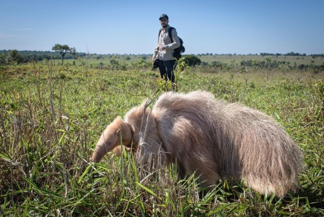 Filhote de tamanduá-bandeira albino é encontrado em Mato Grosso do Sul