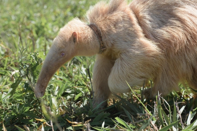 Filhote de tamanduá-bandeira albino é encontrado em Mato Grosso do Sul