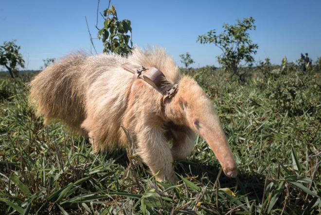 Filhote de tamanduá-bandeira albino é encontrado em Mato Grosso do Sul