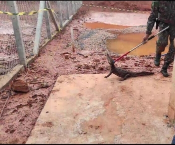 PMA captura jacaré em pátio de mineradora e o devolve ao habitat