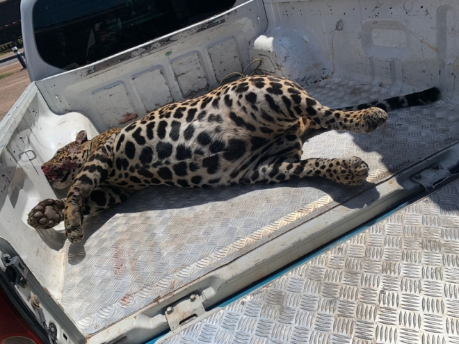 Onça-pintada morta em atropelamento será empalhada pela PMA