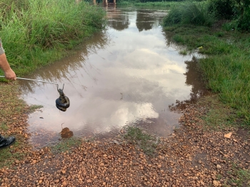 Sucuri de quase dois metros é resgatada na área urbana de Dourados