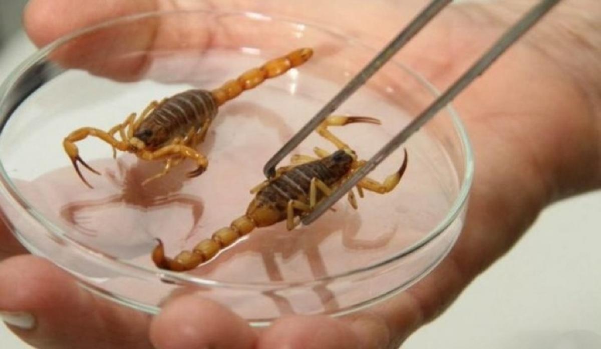 Atenção redobrada com escorpiões na época do Verão