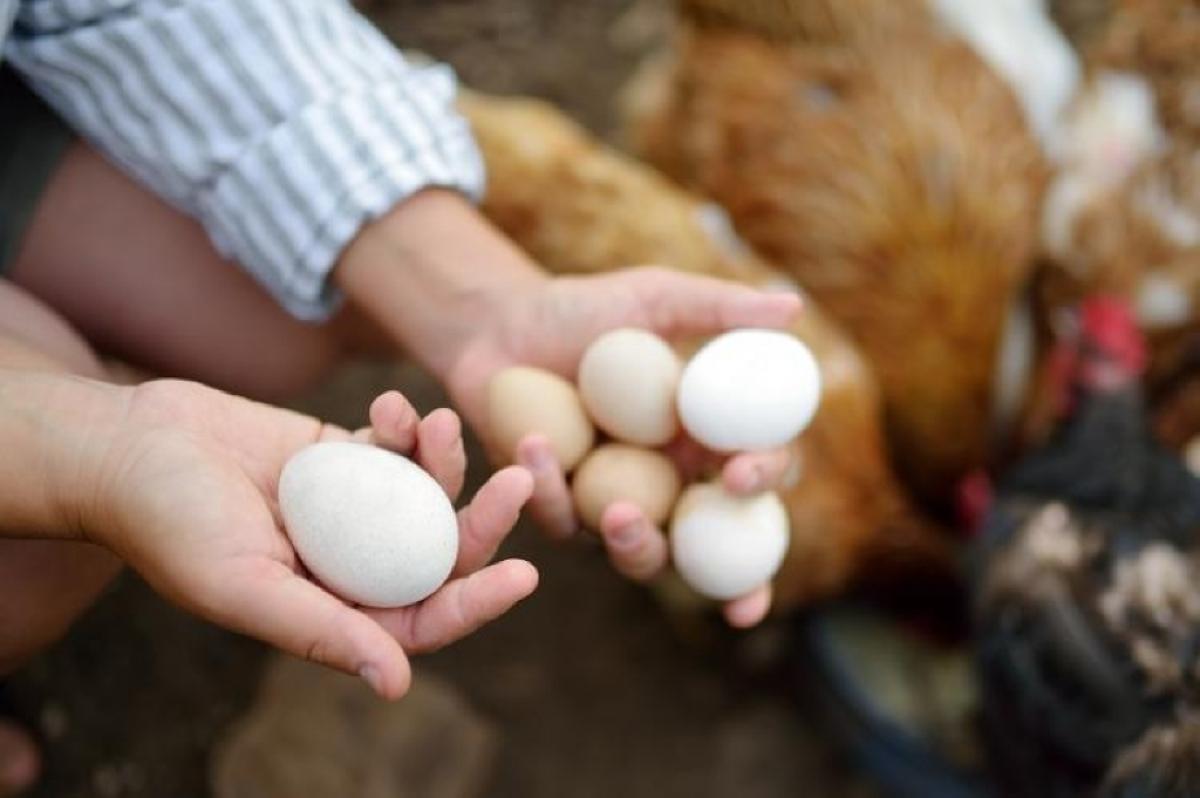 Produção de aves e ovos alavancaram em Mato Grosso do Sul