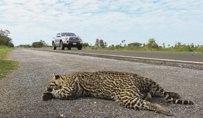 PMA faz alerta sobre atropelamento de animais nas estradas