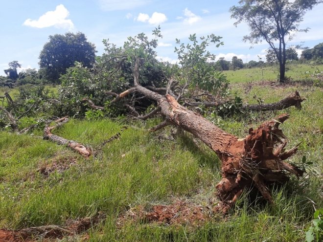 Propriet&aacute;rio de s&iacute;tio &eacute; autuado em R$ 5 mil por derrubada ilegal de vegeta&ccedil;&atilde;o nativa