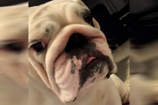 Cachorro morre minutos após voltar de banho e tosa em Campo Grande