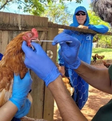Mato Grosso do Sul reforça a fiscalização contra a gripe aviária