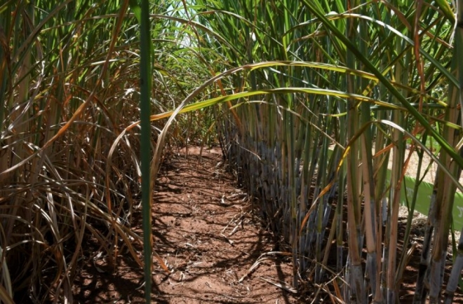 Produção de cana-de-açúcar em Mato Grosso do Sul é a quarta maior do Brasil