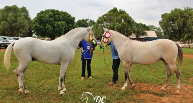 Expogrande tem leilão de cavalo pantaneiro 