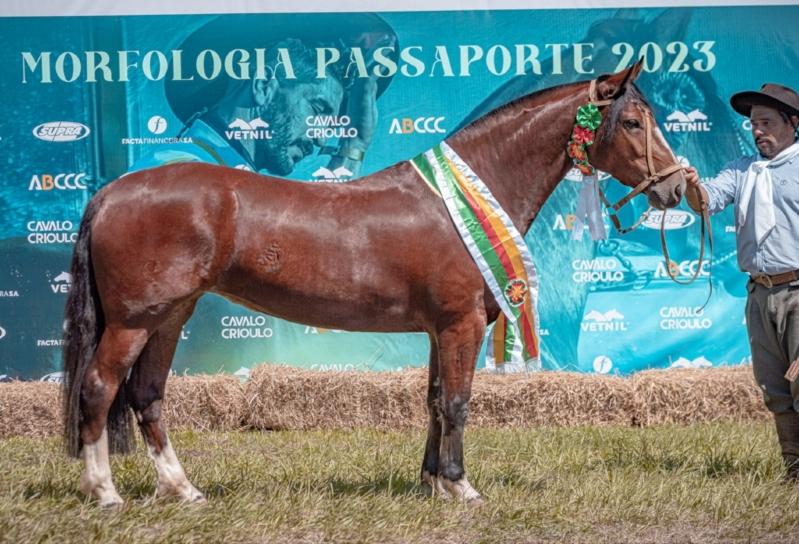 Videos :: ABCCC - Associação Brasileira de Criadores de Cavalos Crioulos