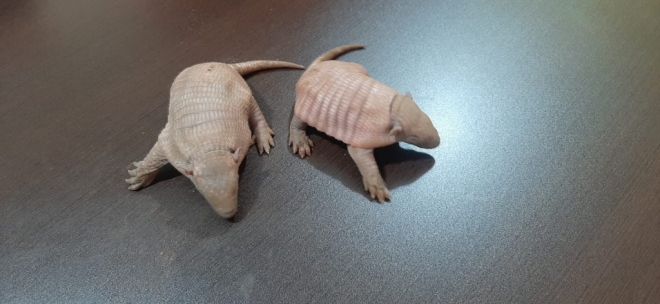 Filhotes de tatu-galinha são resgatados à margem da rodovia BR 419