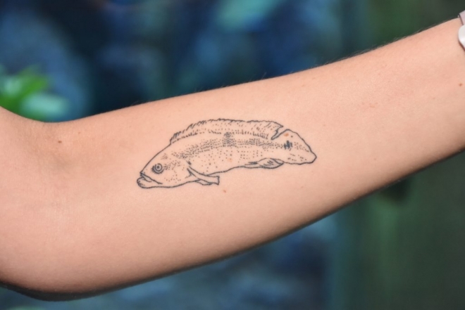 Bióloga eterniza peixe mais velho do Bioparque com tatuagem no braç