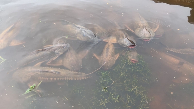 Decoada mata peixes no rio Paraguai e PMA alerta para pesca predatória