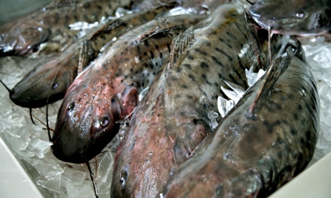 Brasil registra recorde nas exportações de peixes