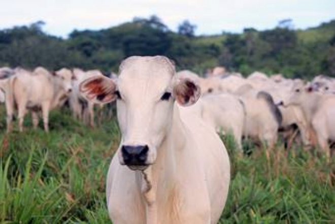 Brincos combatem mosca-dos-chifres com efici&ecirc;ncia, indica estudo