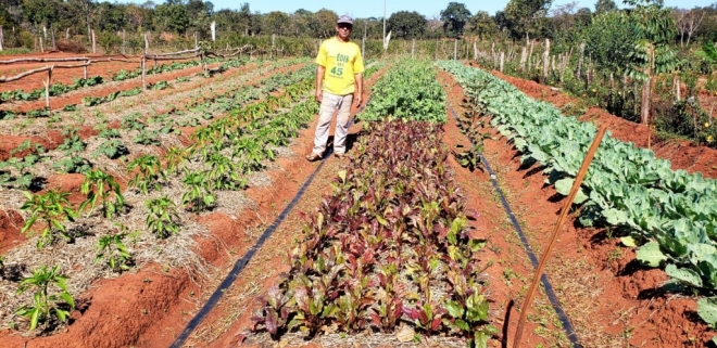 Projeto incentiva Integração Lavoura-Pecuária-Floresta na região leste de Mato Grosso do Sul