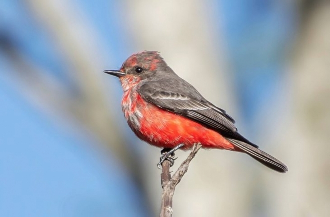 Observação de Aves: MS está no maior evento da América Latina