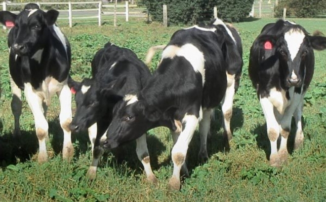 Atividade leiteira está presente em três polos de Mato Grosso do Sul