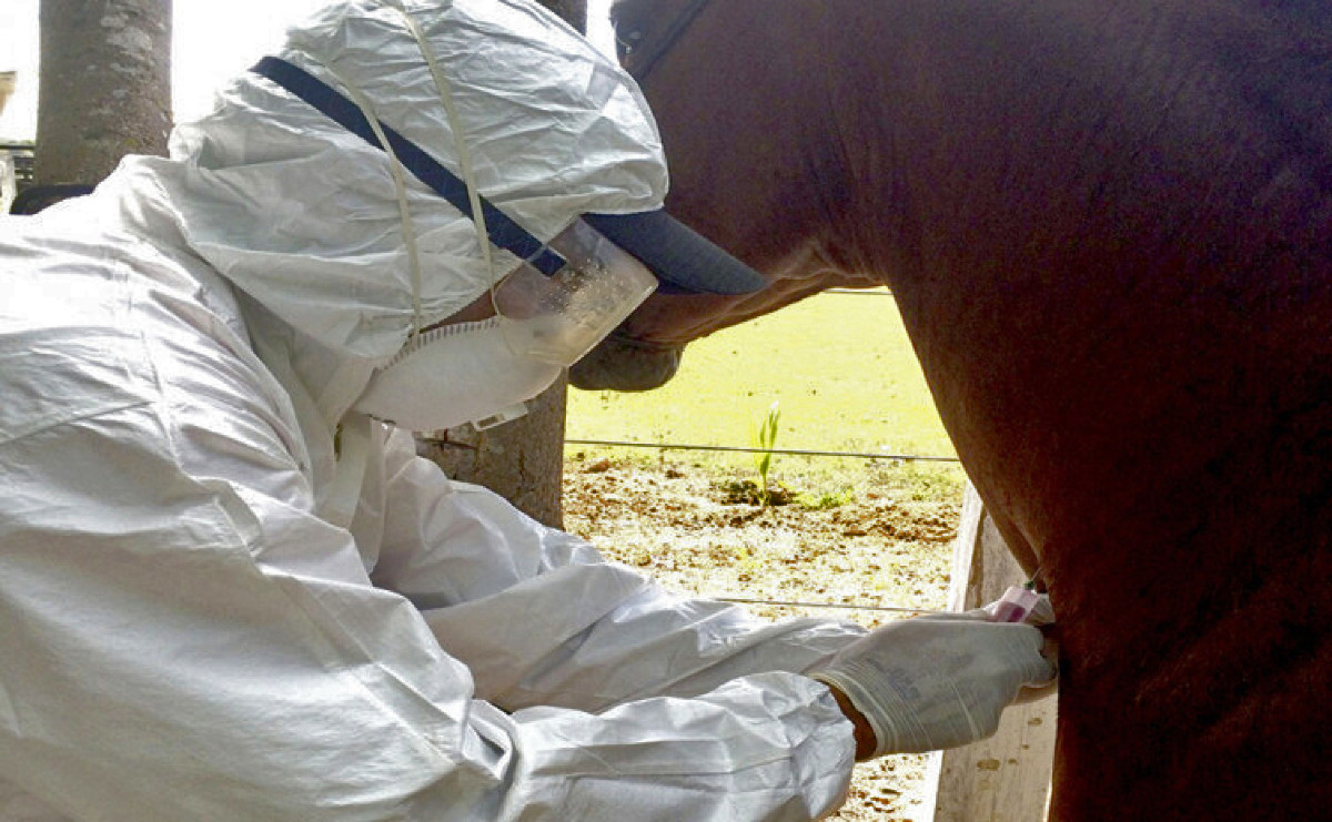 Iagro confirma caso de mormo no Parque do Pe&atilde;o